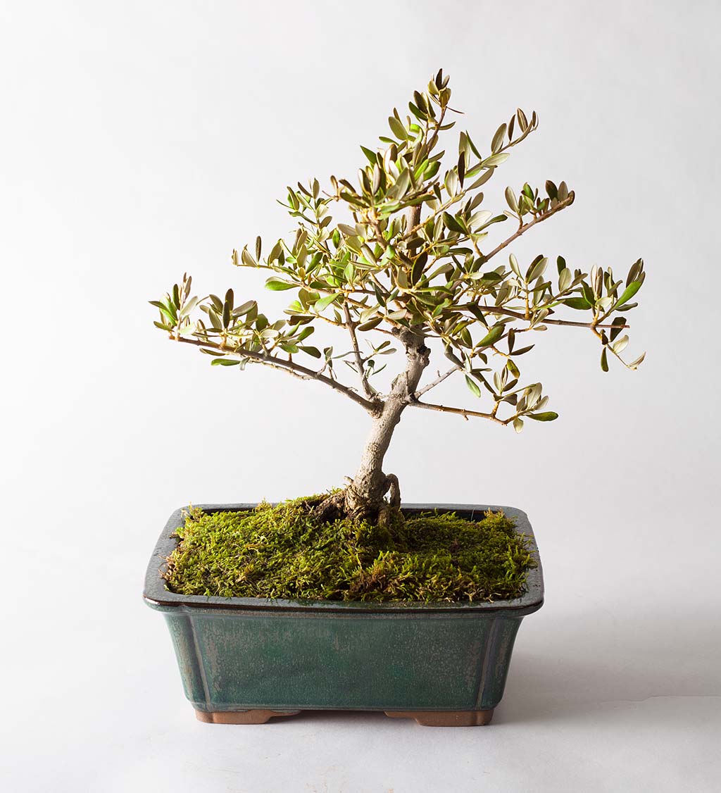 Olive Bonsai Tree | VivaTerra