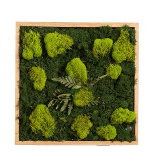 Square Moss Tabletop and Wall Decor VivaTerra
