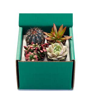 Succulent Variety Bundle, Set of 4