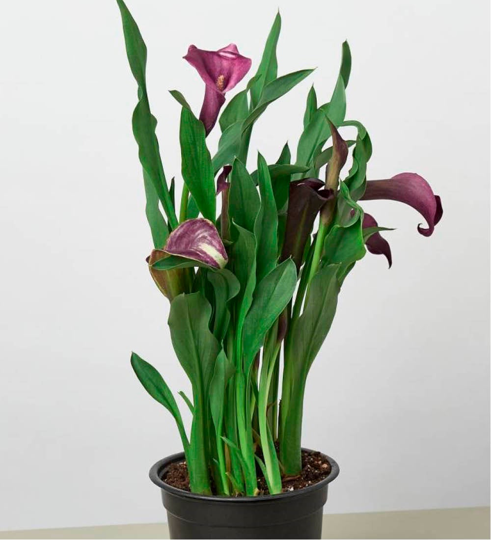 Calla Lily Plant in 6" Pot - Purple