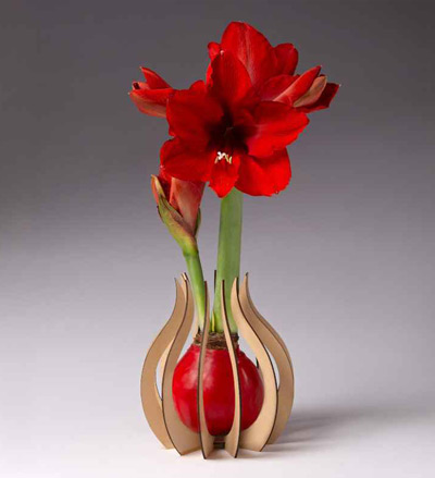 Image of V00496 Waxed Amaryllis Bulb with Wood Teardrop