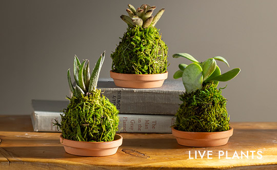 Image of Mini Plant Kokedama Moss Ball Trio, Set of 3 - Live Plants