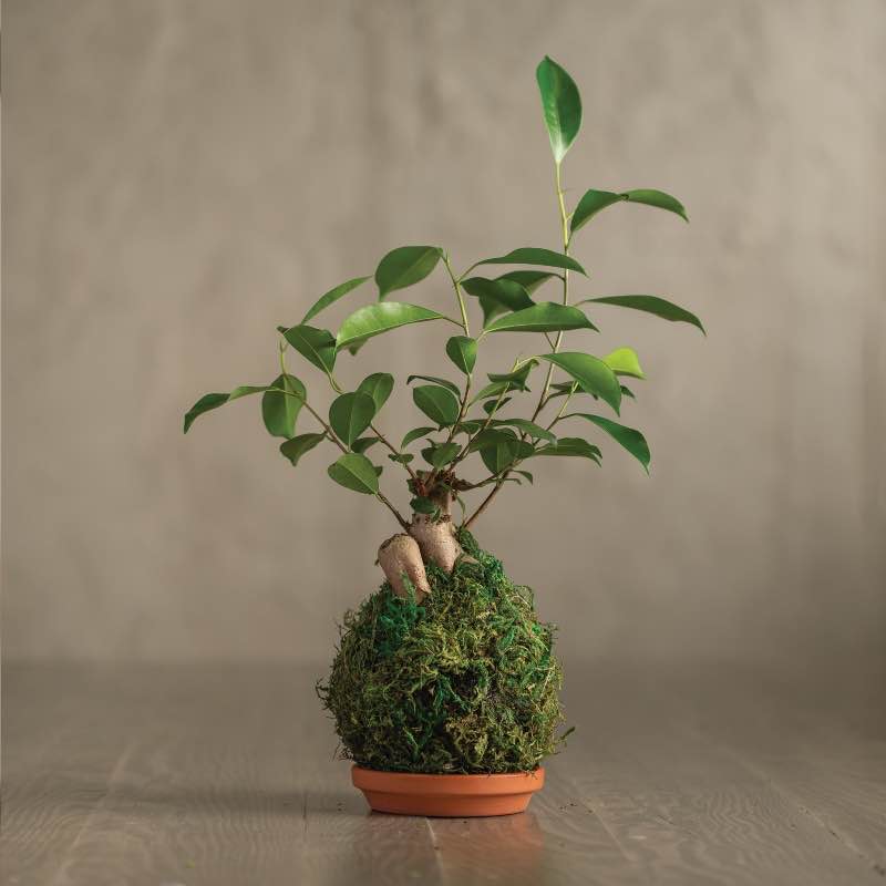 Ficus Ginseng Kokedama