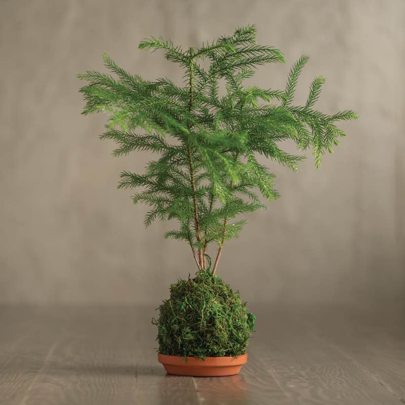 Norfolk Pine Kokedama