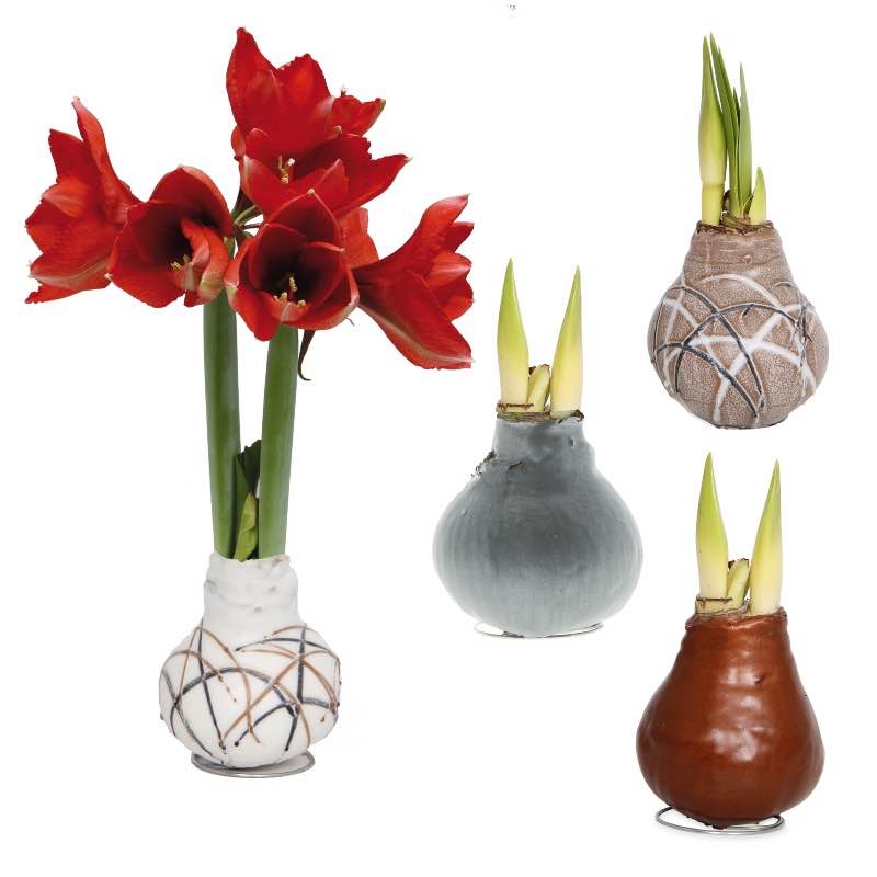 Set of 4 No-Water Waxed Amaryllis Bulbs - Metallic Collection