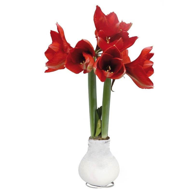 Set of 4 No-Water Waxed Amaryllis Bulbs - Snow Mix