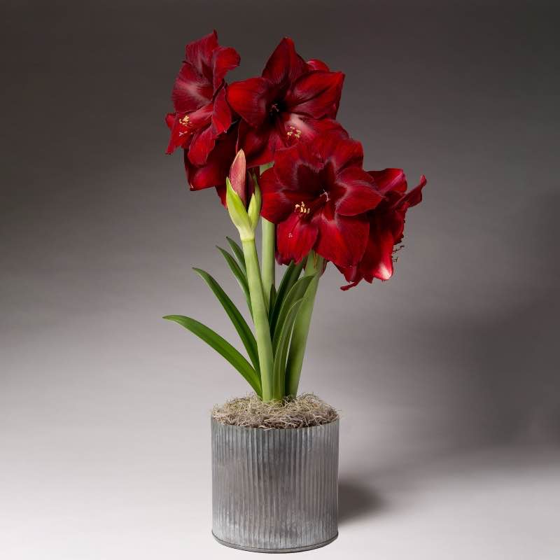 Amaryllis Living Garden