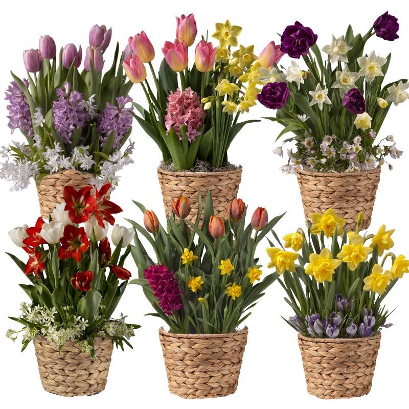6-Month Bulb Garden Program with Seagrass Basket