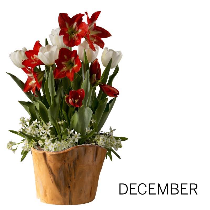 3-Month Bulb Garden Program with Root Bowl