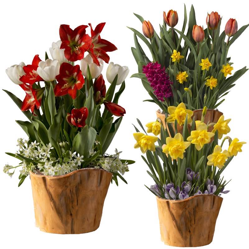 3-Month Bulb Garden Program with Root Bowl