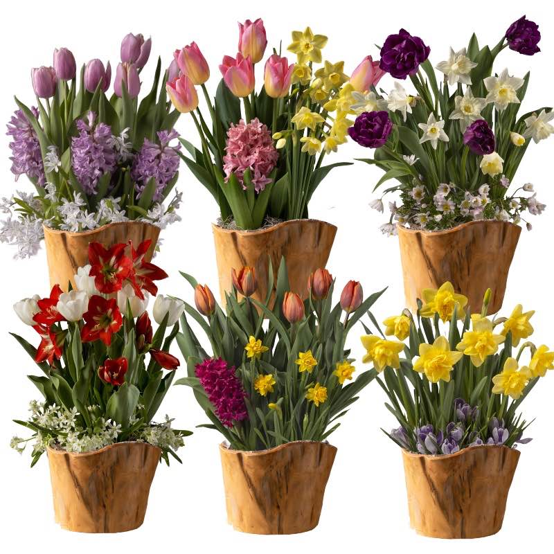 6-Month Bulb Garden Program with Root Bowl