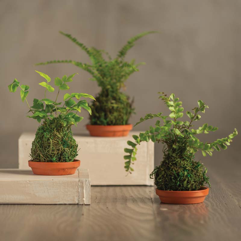 Set of 3 Mini Fern Kokedama