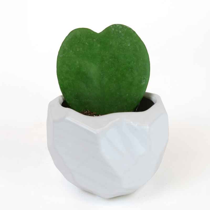Hoya Heart Succulent Plant in White Ceramic Pot