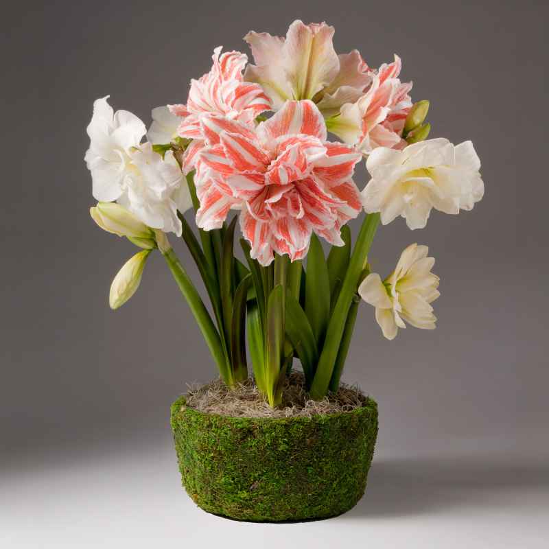 First Love Amaryllis Trio with Mossed Cachepot