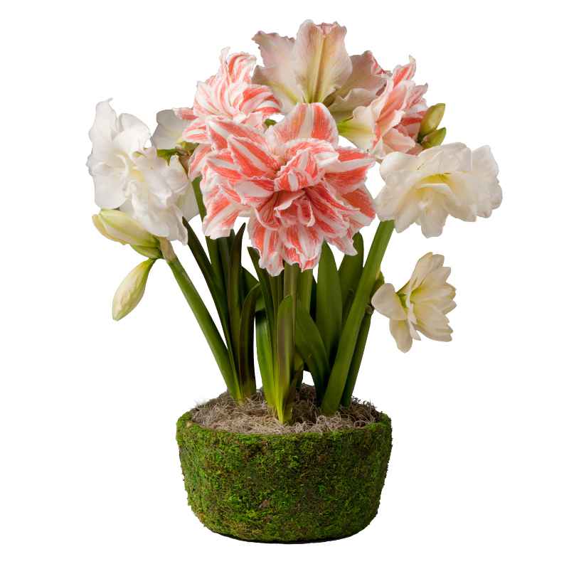 First Love Amaryllis Trio with Mossed Cachepot