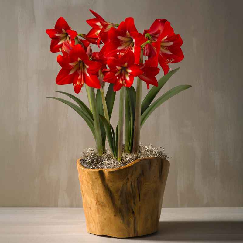 Bright Spark Trio Amaryllis in Root Bowl