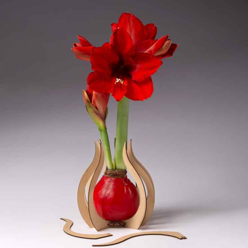 Waxed Amaryllis Bulb with Wood Teardrop