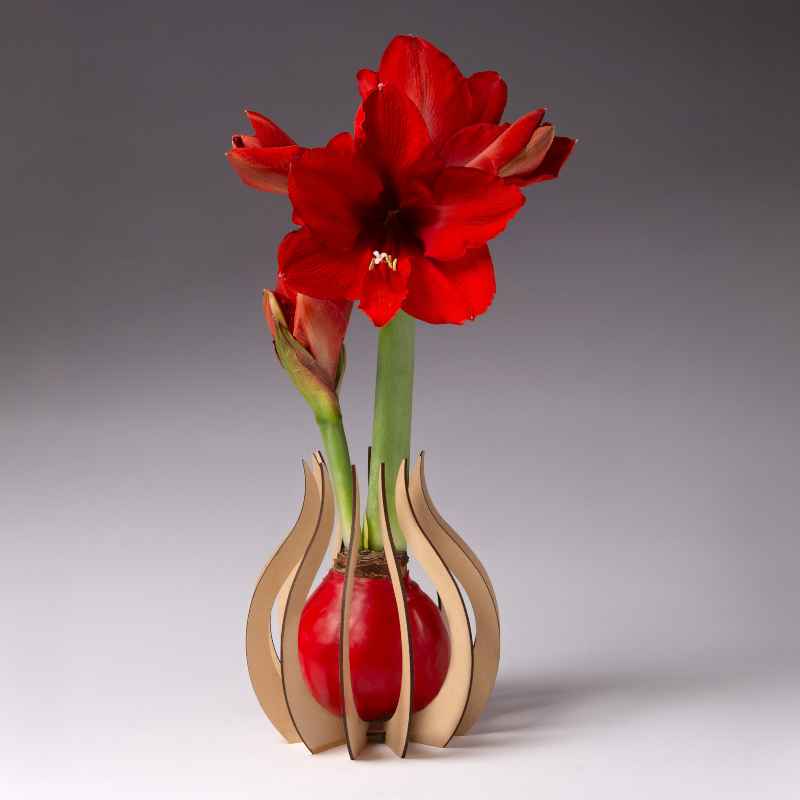 Waxed Amaryllis Bulb with Wood Teardrop