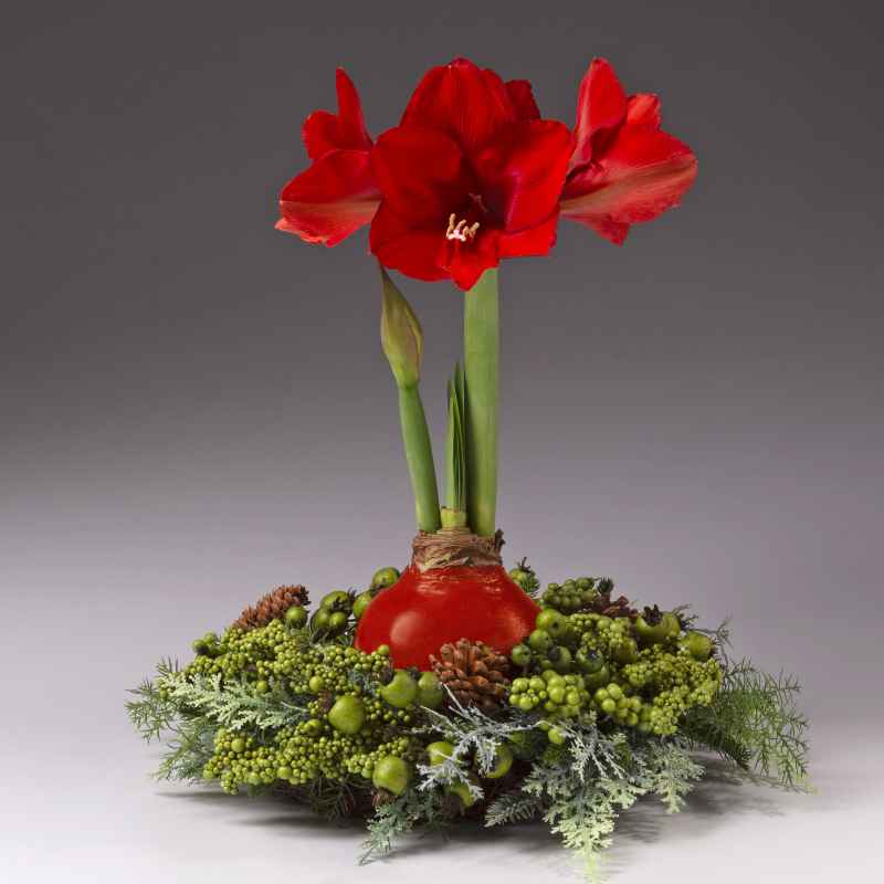 Evergreen Wreath with Jumbo Waxed Amaryllis Bulb