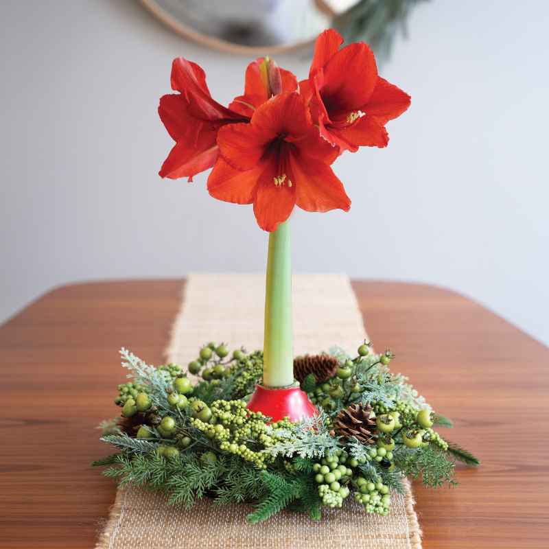 Evergreen Wreath with Jumbo Waxed Amaryllis Bulb