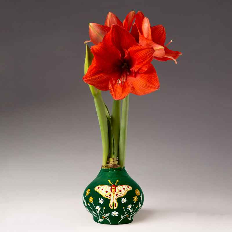 Handpainted Luna Moth Jumbo Waxed Amaryllis Bulb