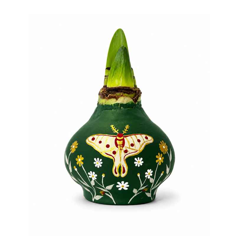 Handpainted Luna Moth Jumbo Waxed Amaryllis Bulb