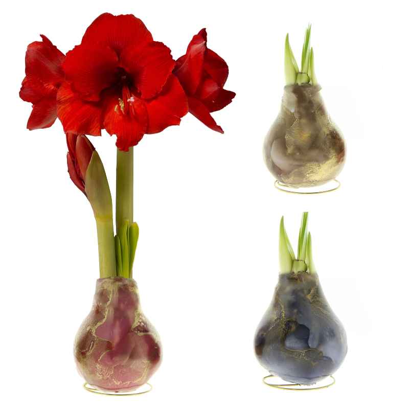 Jupiter Swirl No Water Waxed Amaryllis Bulb