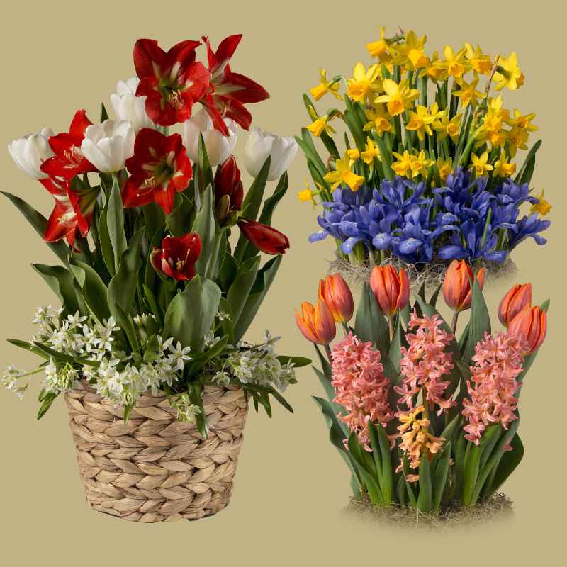 3-Month Bulb Garden Program with Hyacinth Basket
