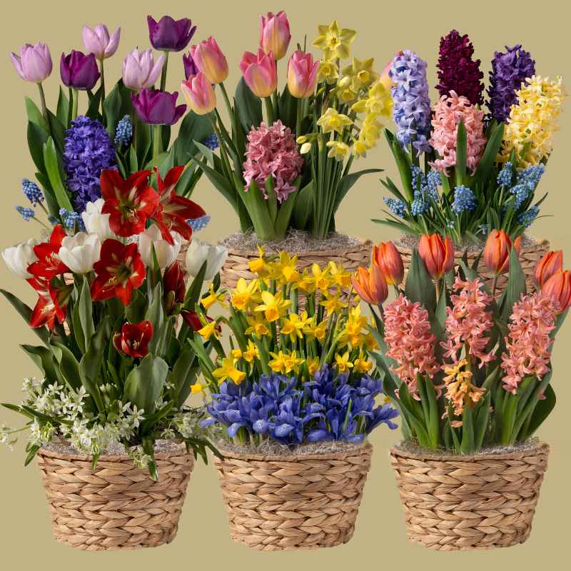 6-Month Bulb Garden Program with Hyacinth Basket