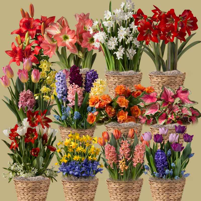 12-Month Bulb Garden Program with Hyacinth Basket