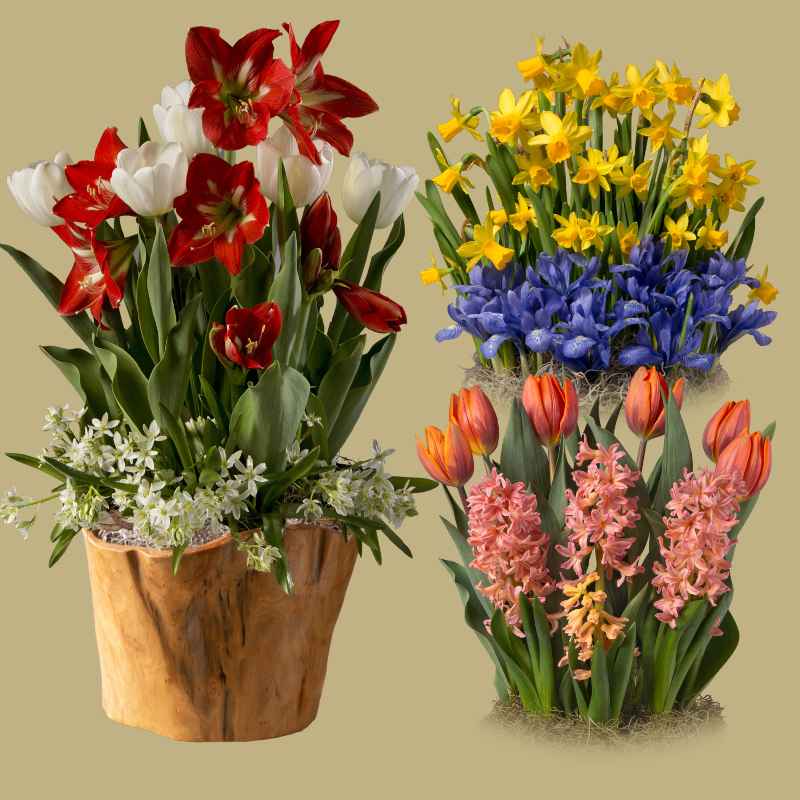 3-Month Bulb Garden Program with Root Bowl
