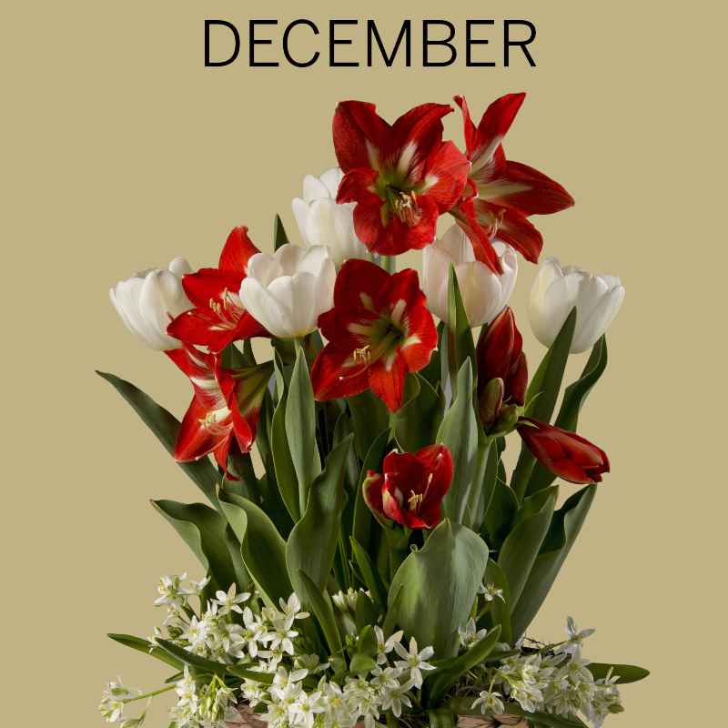6-Month Bulb Garden Program with Root Bowl
