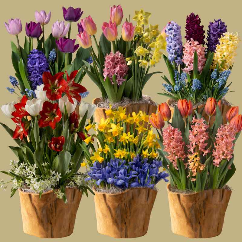 6-Month Bulb Garden Program with Root Bowl