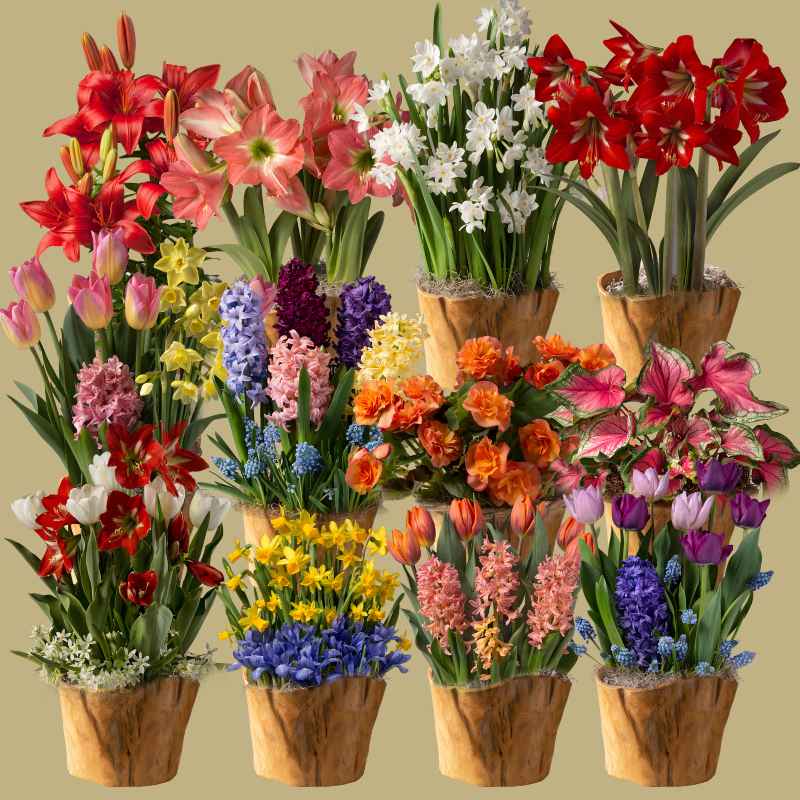 12-Month Bulb Garden Program with Root Bowl