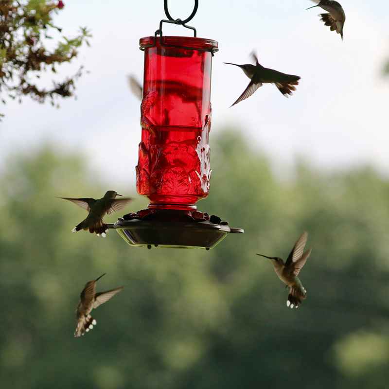 Embossed Glass Ruby Hummingbird Feeder