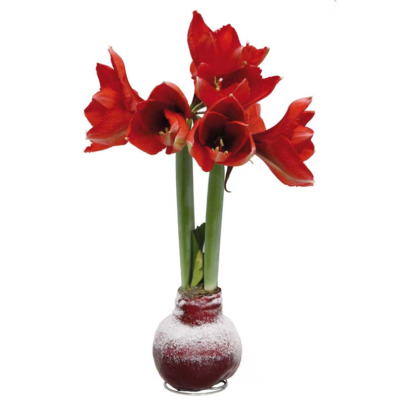 No-Water Wax Dipped Amaryllis Bulb (Burgundy)