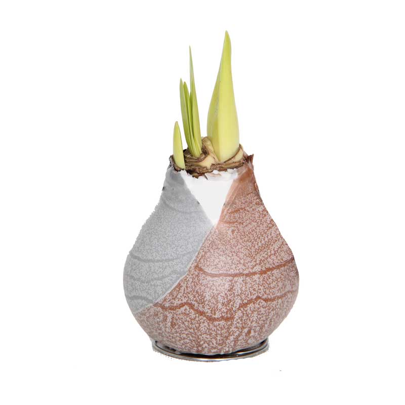 No-Water Wax Dipped Amaryllis Bulb (Brown)