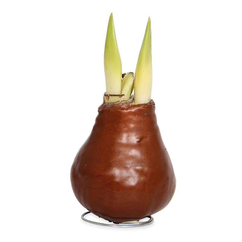 No-Water Wax Dipped Amaryllis Bulb (Copper)