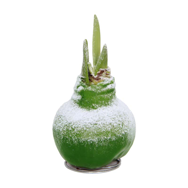 No-Water Wax Dipped Amaryllis Bulb (Green)