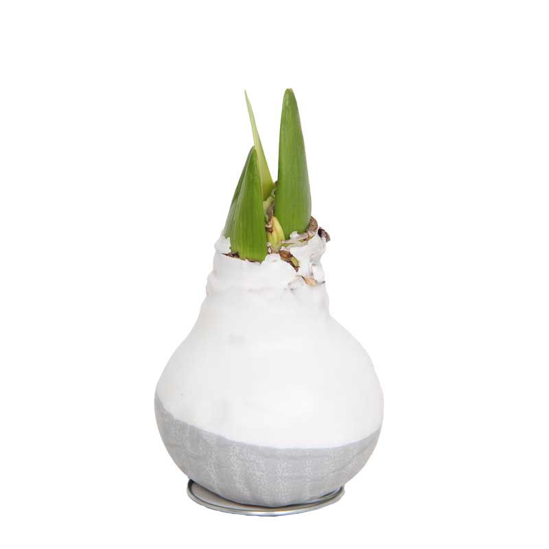 No-Water Wax Dipped Amaryllis Bulb (White w/Grey Base)