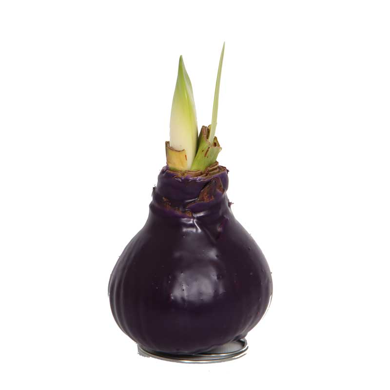 No-Water Wax Dipped Amaryllis Bulb (Purple)