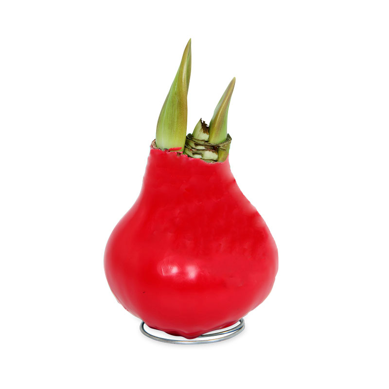 No-Water Wax Dipped Amaryllis Bulb (Red)