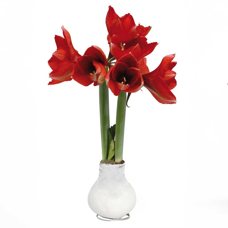 No-Water Wax Dipped Amaryllis Bulb (Snow White)