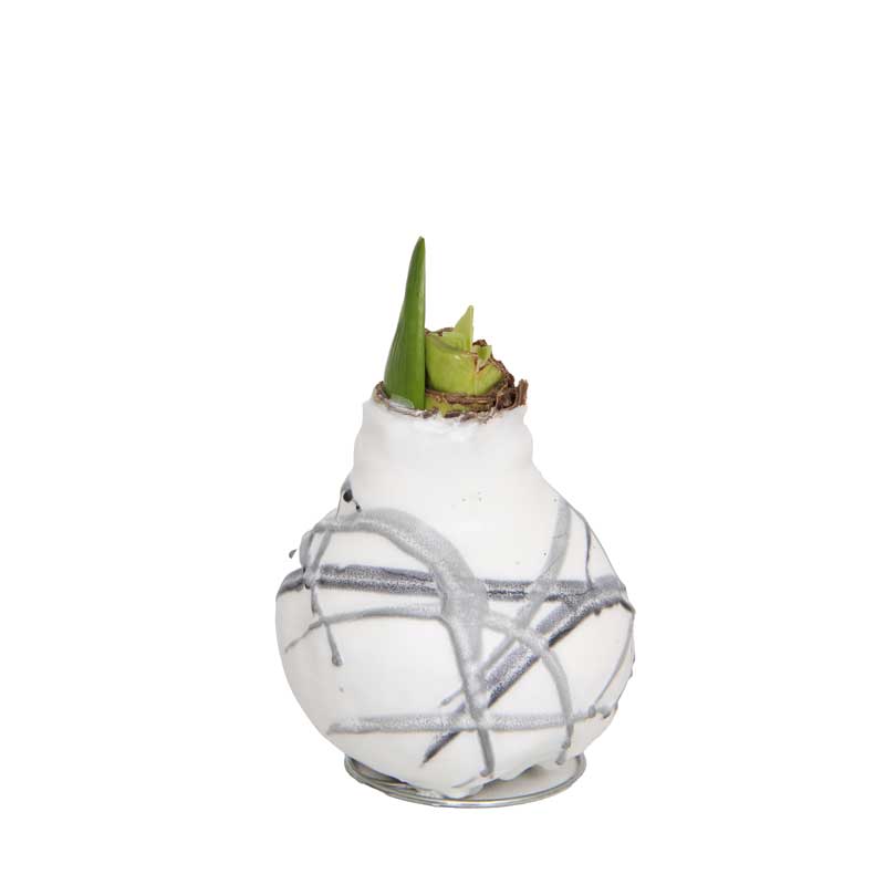 No-Water Wax Dipped Amaryllis Bulb (White)