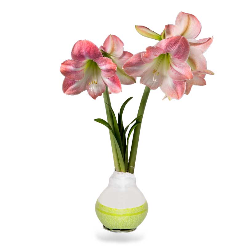 No-Water Wax Dipped Spring Apple Blossom Amaryllis Bulb (Green)