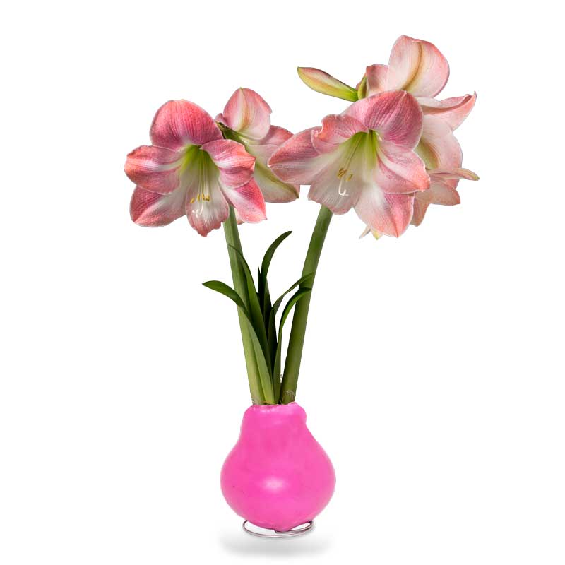 No-Water Wax Dipped Spring Apple Blossom Amaryllis Bulb (Pink)