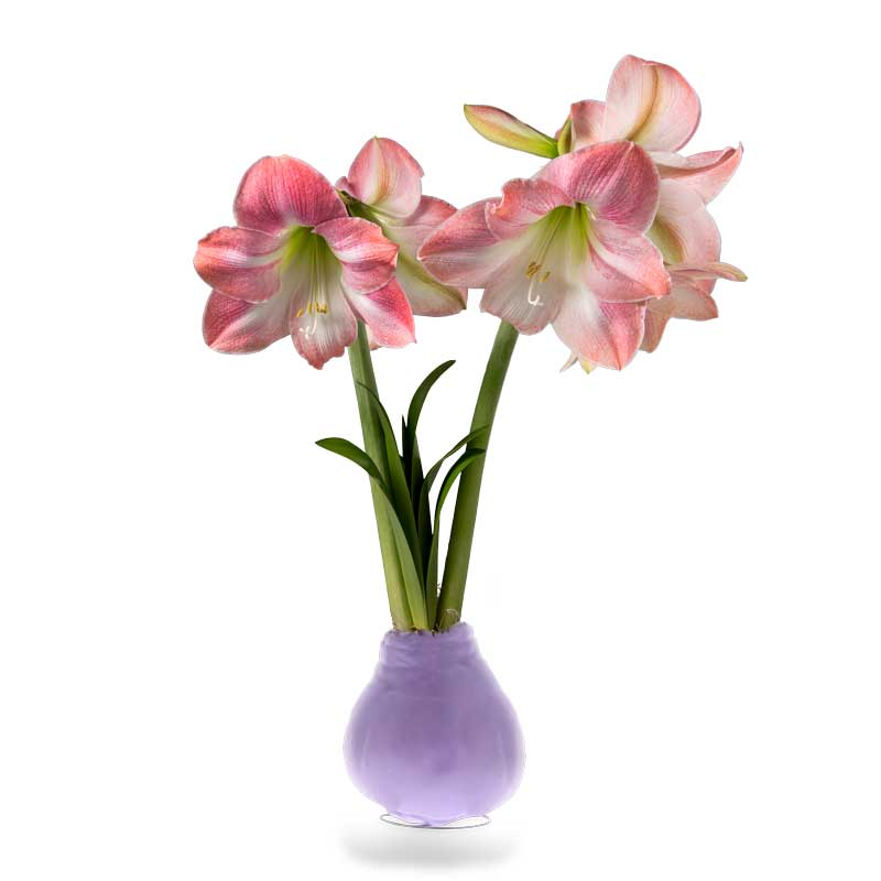 No-Water Wax Dipped Spring Apple Blossom Amaryllis Bulb (Pastel Purple)