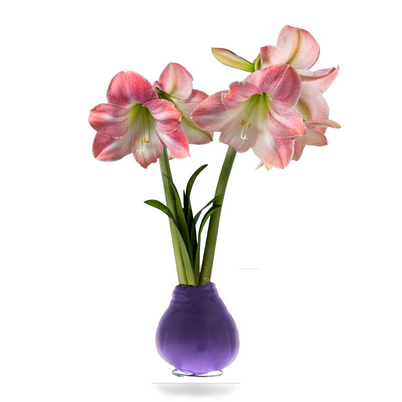 No-Water Wax Dipped Spring Apple Blossom Amaryllis Bulb (Purple)