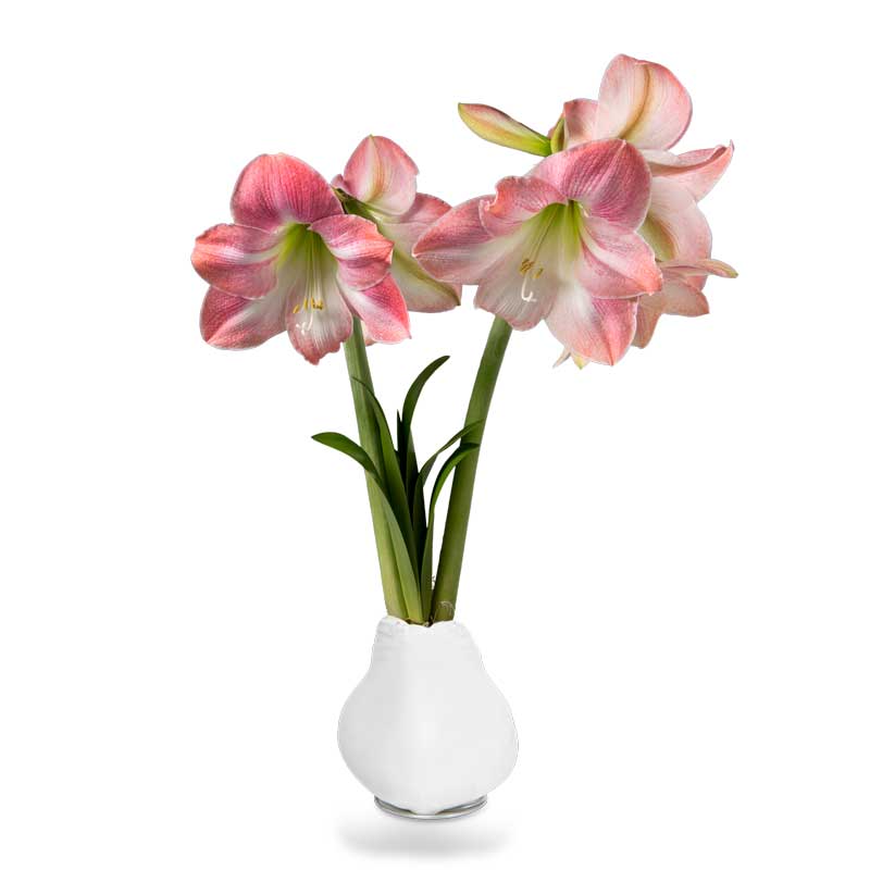 No-Water Wax Dipped Spring Apple Blossom Amaryllis Bulb (White)