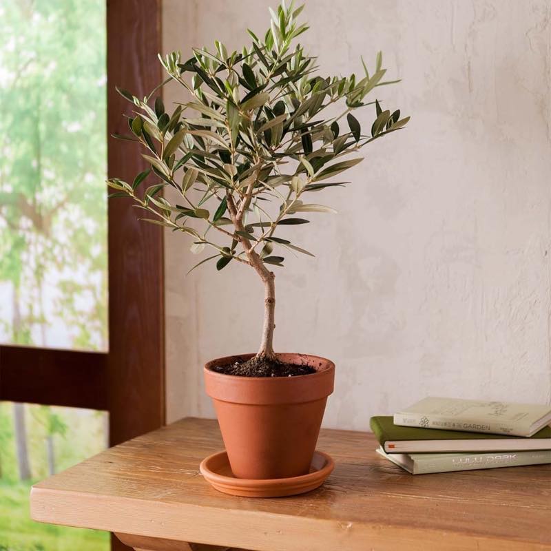 Potted Olive Tree